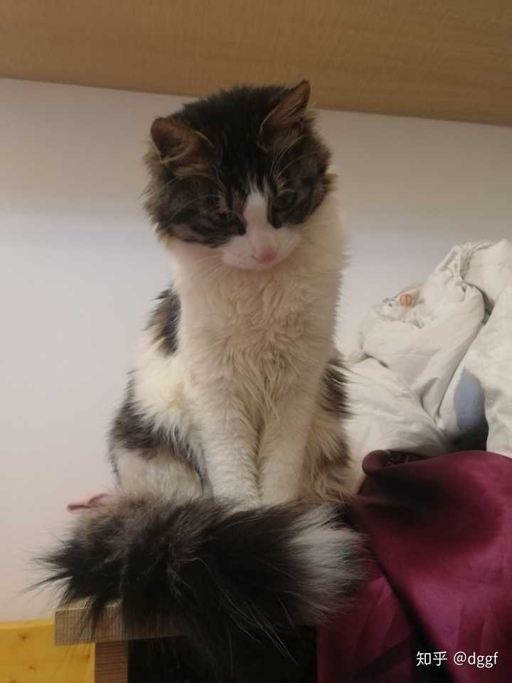 哪种猫便宜又好看?