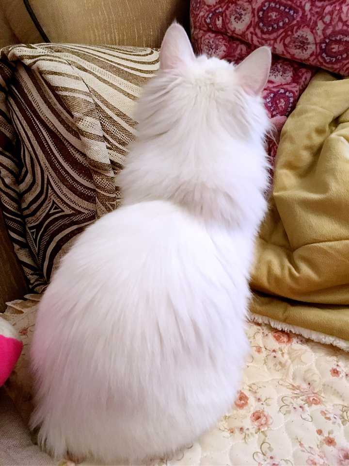 怎么判断猫咪是长毛还是短毛？ - 知乎