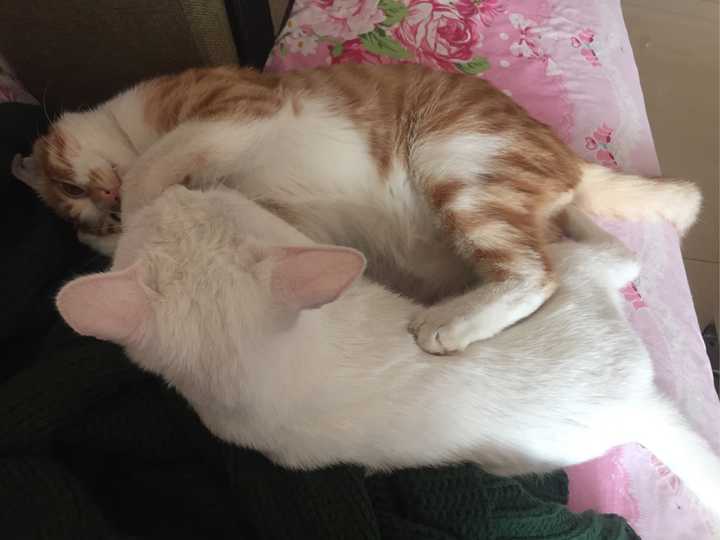 请问养两只猫 不是橘猫 一个月大概需要多少钱 知乎 请问养两只猫 不是橘猫 一个月大概需要多少钱 知乎