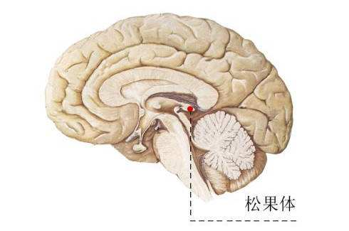 人脑中的松果体起到一个怎样的作用?
