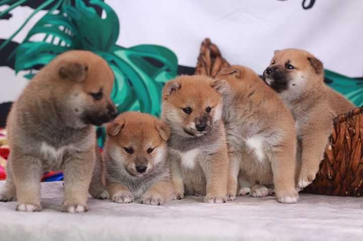 请问饲养柴犬有些什么注意事项 知乎 请问饲养柴犬有些什么注意事项 知乎