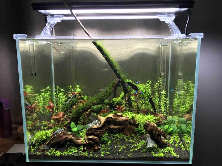 如何自己动手布置惊艳的草缸水景 知乎