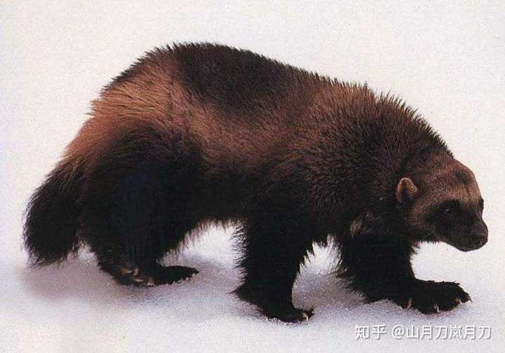 生活在寒带的狼獾,学名wolverine,所以金刚狼电影如果直译应该叫狼獾