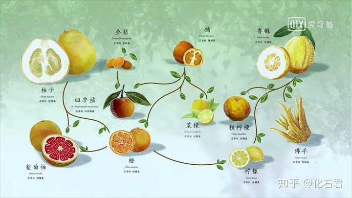 植物中也存在着柑橘科的植物之间可以广泛杂交的例子