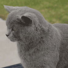 你收藏了哪些猫咪(喵星人)的可爱动图(gif)?