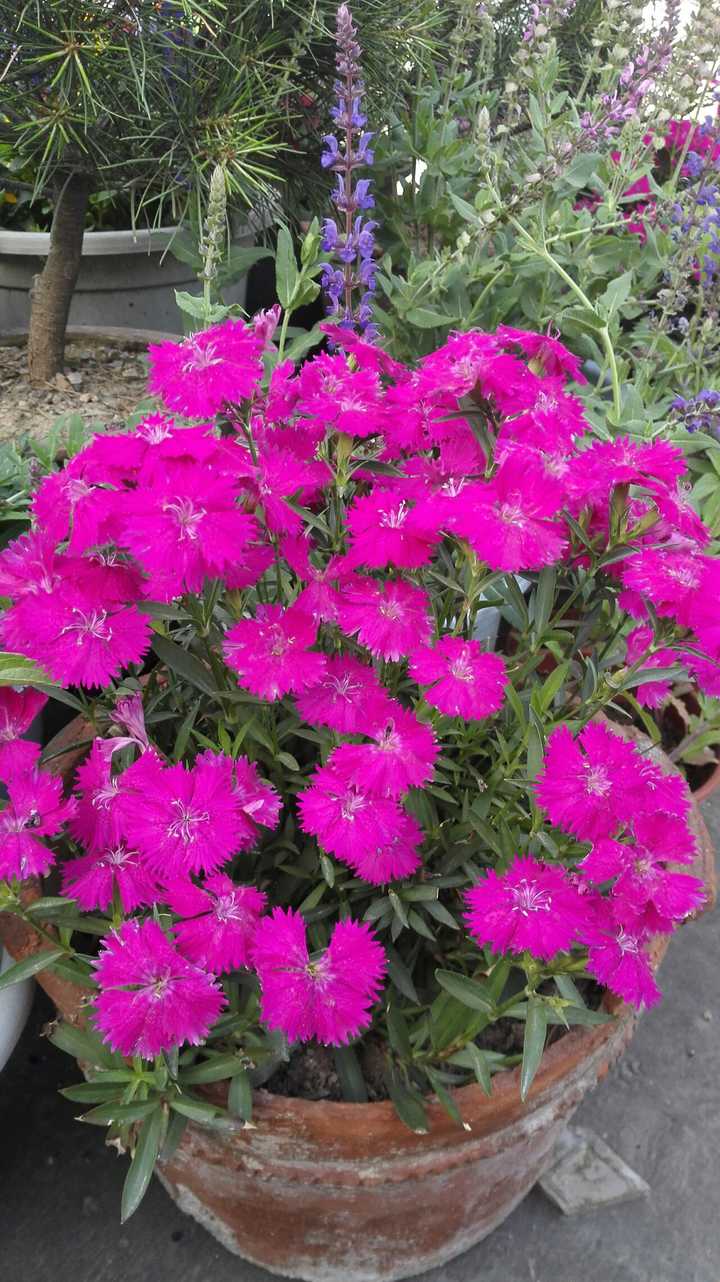 春天三色堇,飞燕草,金鱼草,金鸡菊,天人菊,初夏黑心菊,松果菊,鼠尾草