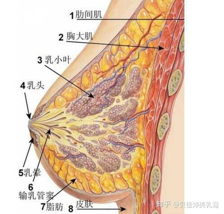 女生如何健身不减胸 知乎