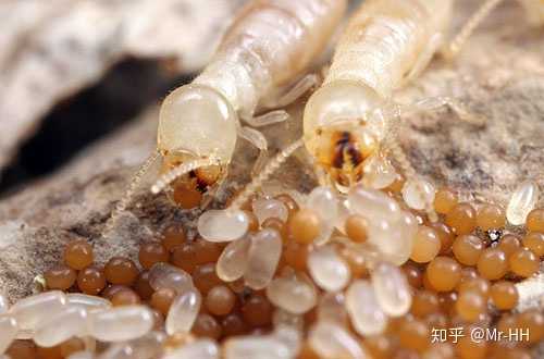 工蚁在搬运蚁卵(图片来源:worldpress.com)