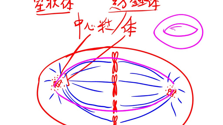 纺锤体简图图片