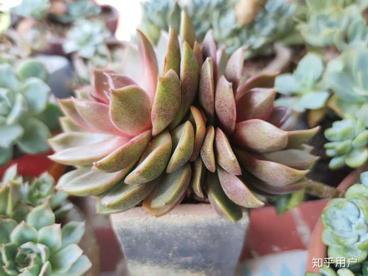 哪些多肉植物是你非常稀罕的品种 知乎 哪些多肉植物是你非常稀罕的品种 知乎