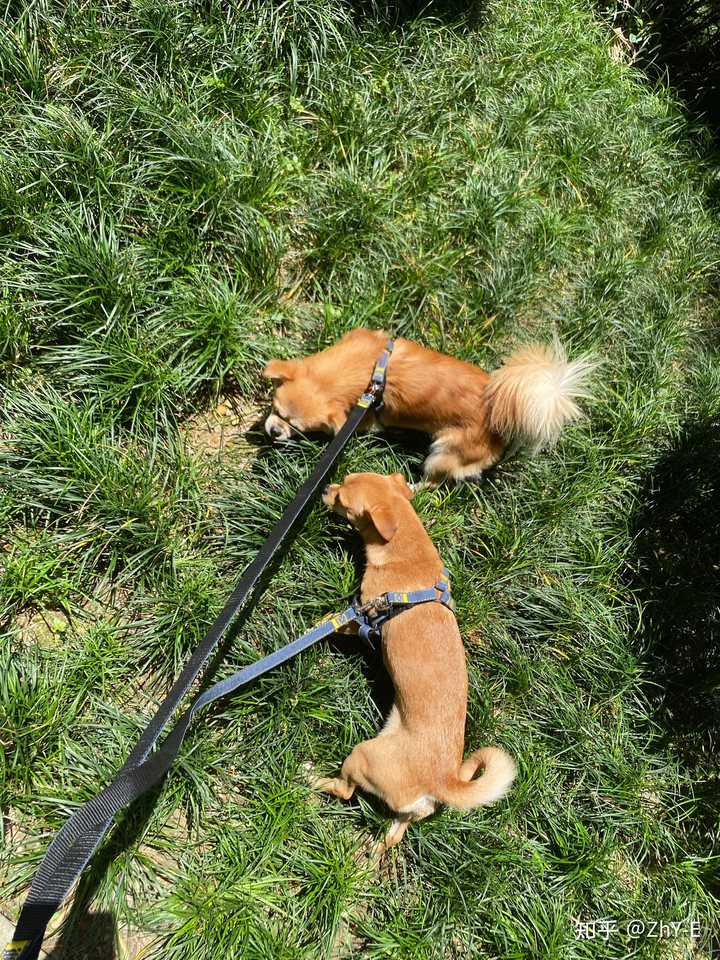 把土狗养成高级犬是一种怎样的体验 知乎