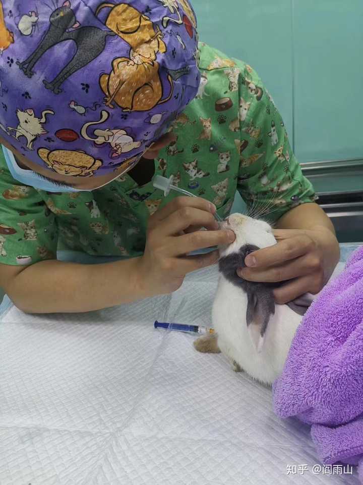 兔子气管插管,麻醉十分重要,麻醉应该是一个安全可逆的过程.