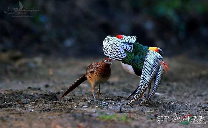 有哪些外表好看的鳥綱雞形目鳥類動物?