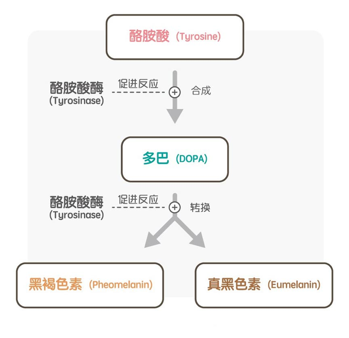 黑色素合成的过程