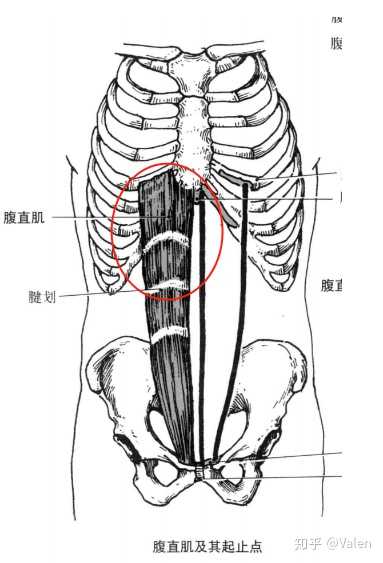 女生怎么练出小腹肌 知乎