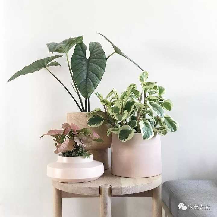 小户型也能在家种植物吗 知乎 小户型也能在家种植物吗 知乎