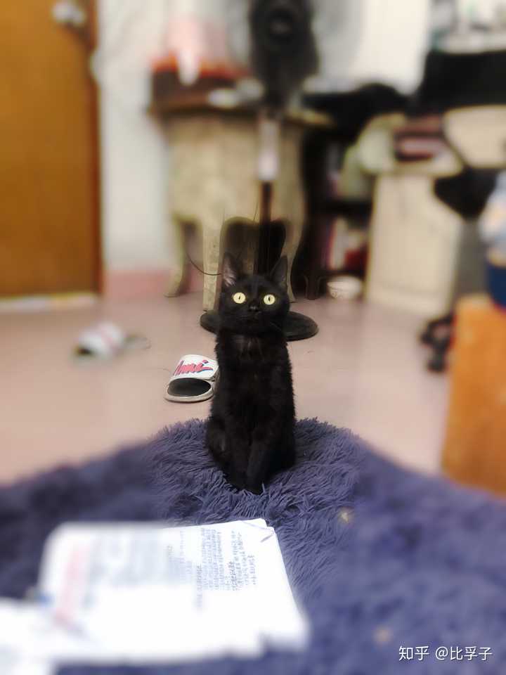 什么是玄猫，什么样的人适合养玄猫，有什么禁忌吗？ - 知乎
