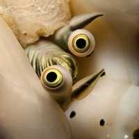 图2应该是一种凤凰螺的眼睛,一种吃海藻的海螺长那么发达的眼睛作甚