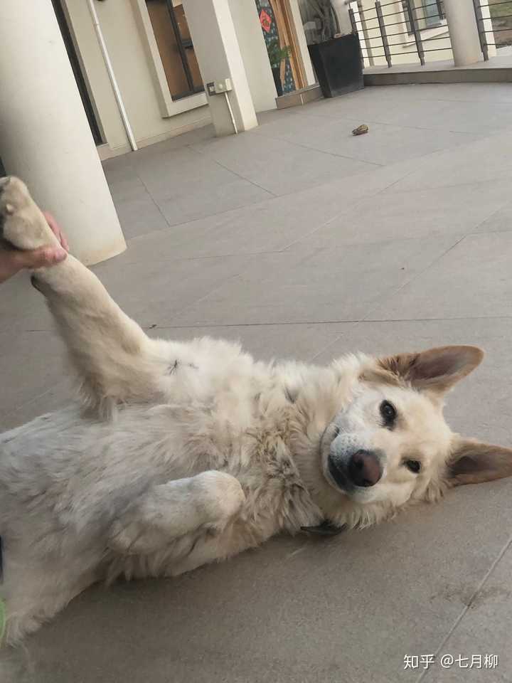 这只是白色的德国牧羊犬,她就不能叫黑背