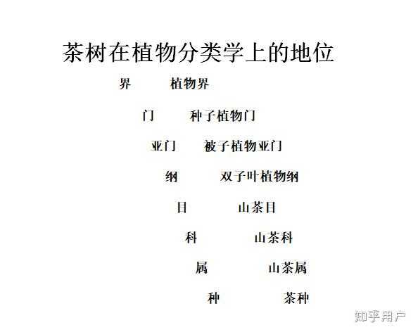 各种茶叶在纲目科属种分类中 同属于哪一级 知乎用户的回答 知乎