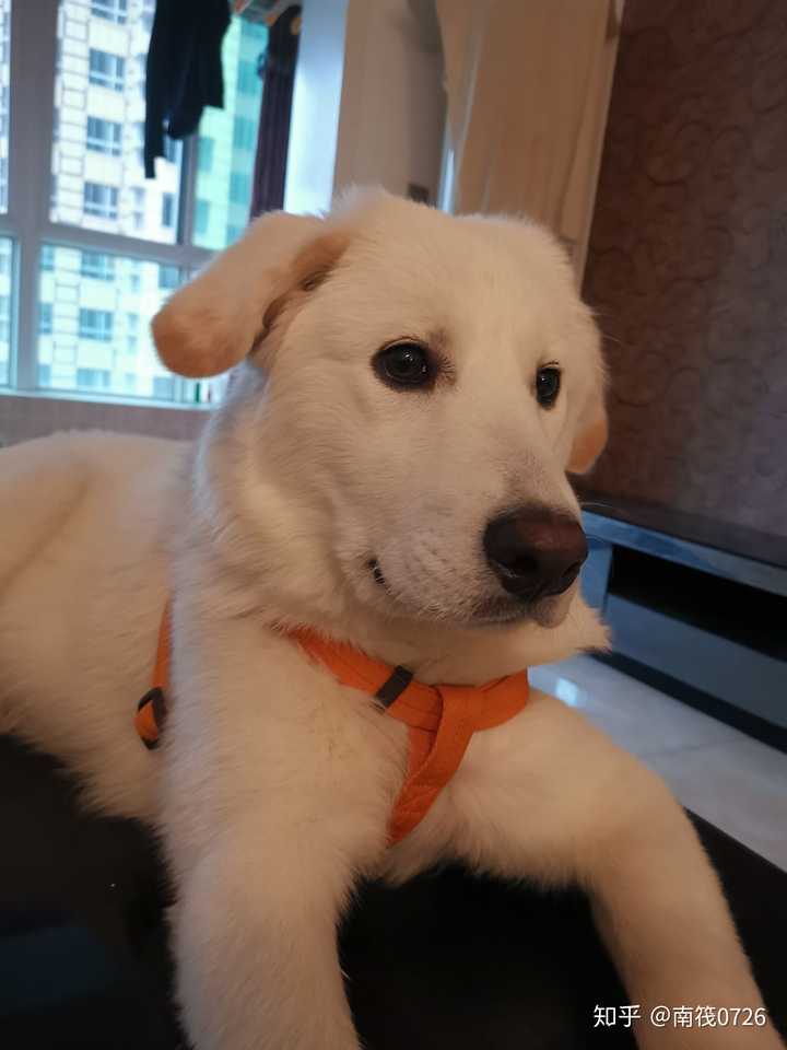 我的拉布拉多怎么飞耳这么严重?