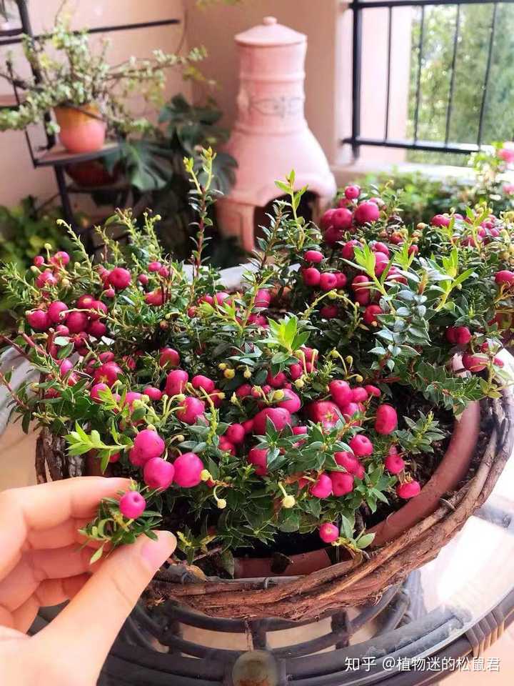 淘宝上买过什么室内盆栽逼格高价位低的 知乎