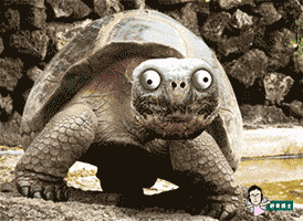 274_200gif 动态图 动图