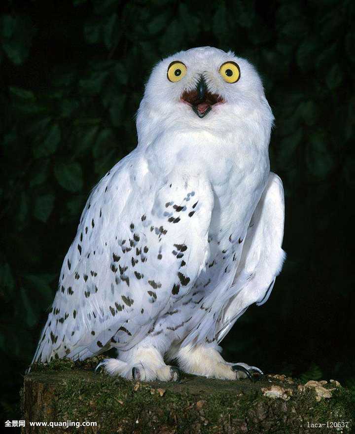 有知友提到哈利波特了我才想起来猫头鹰里面有这么个更加蠢萌的 雪鸮!