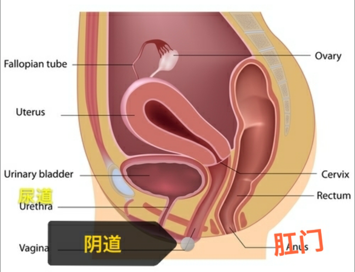 为什么女人容易得尿路感染 岳文昌医生的回答 知乎