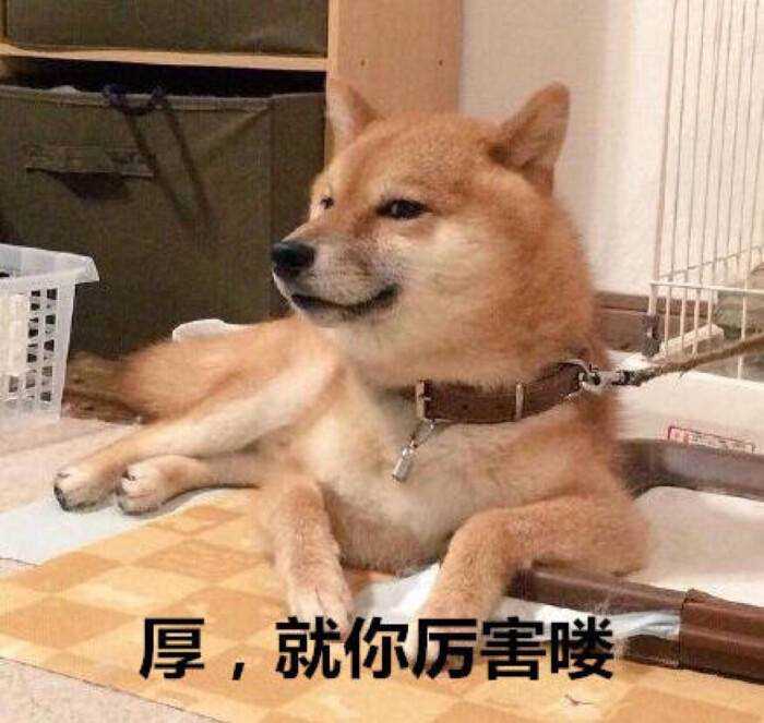 你有哪些超有趣的萌宠表情包?