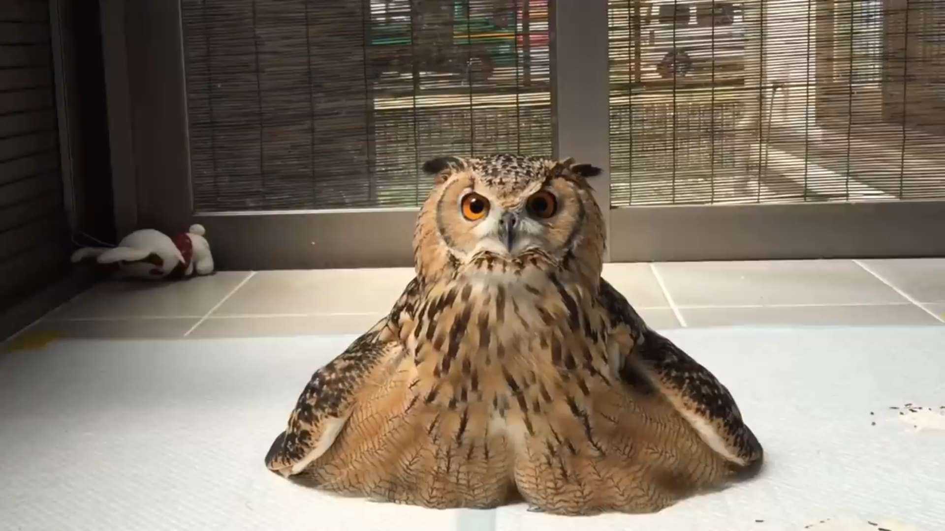 猫坨鹰,什么品种问下知乎大神