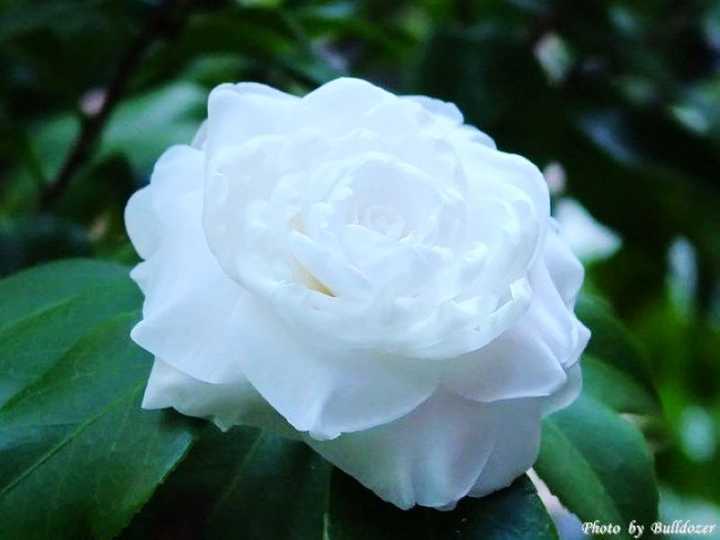 各位会用什么花来形容防弹少年团成员 知乎