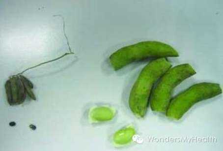 为什么有的国家推荐转基因食物,有的国家却明