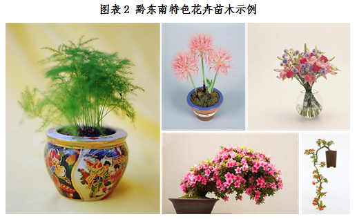 百合花 知乎 百合花 知乎