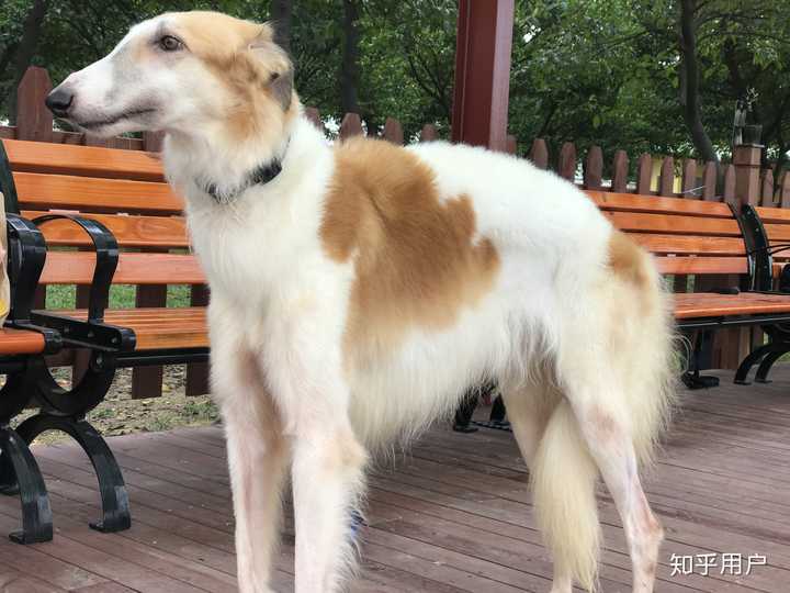 养一只苏俄猎狼犬是什么体验? - 知乎