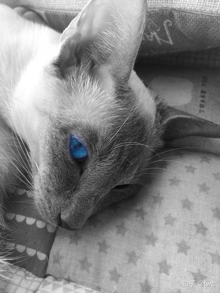 欢迎选我家的暹罗猫,坐标重庆.