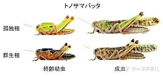 如何看待2020年非洲蝗虫灾害