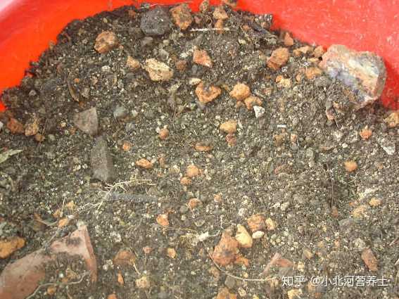 兰花好像好难养的样子 种兰花一般用什么土啊 知乎