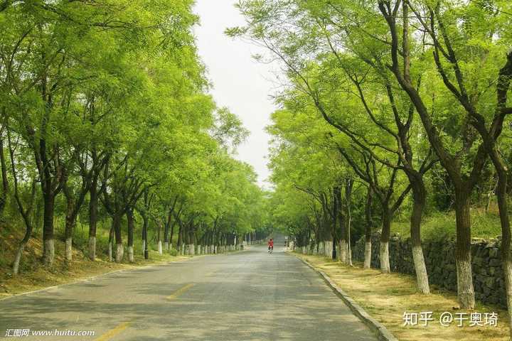 为什么城市中的行道树栽了又拔,拔了又栽?