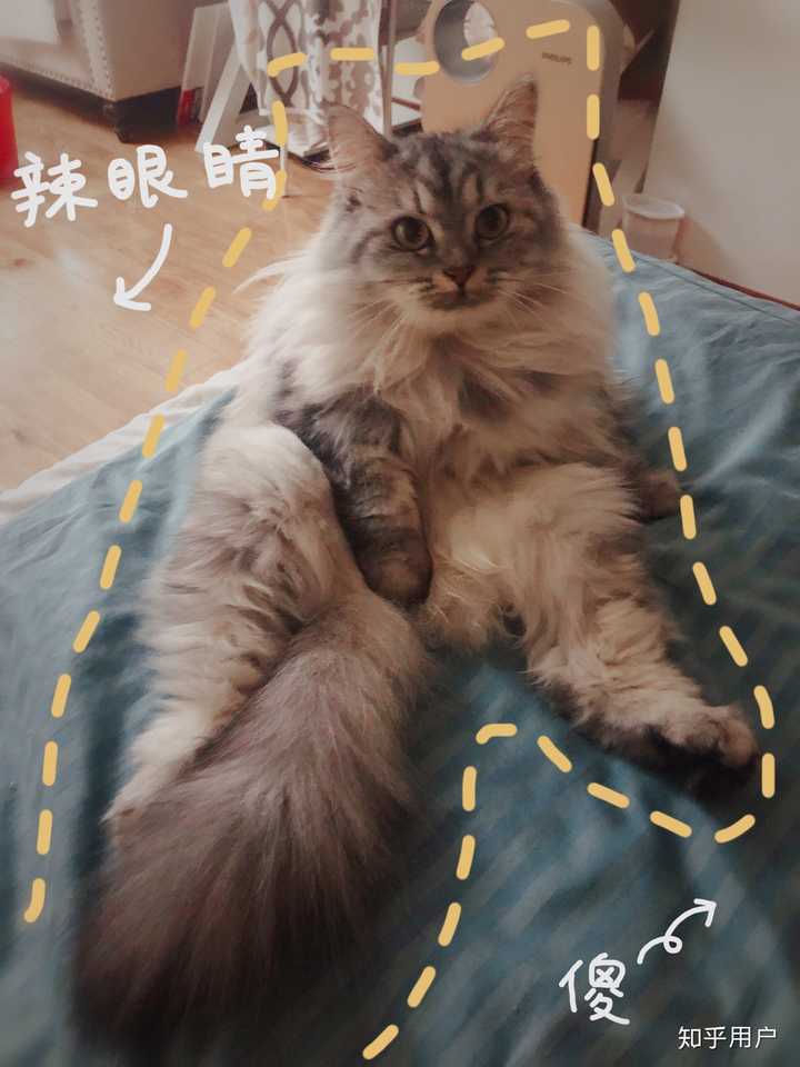 褴褛猫幼猫图片