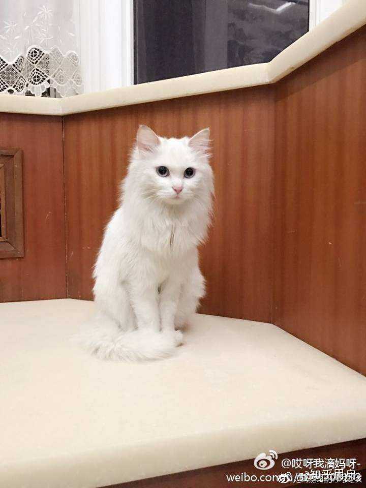 养土猫会遭人嫌弃吗?