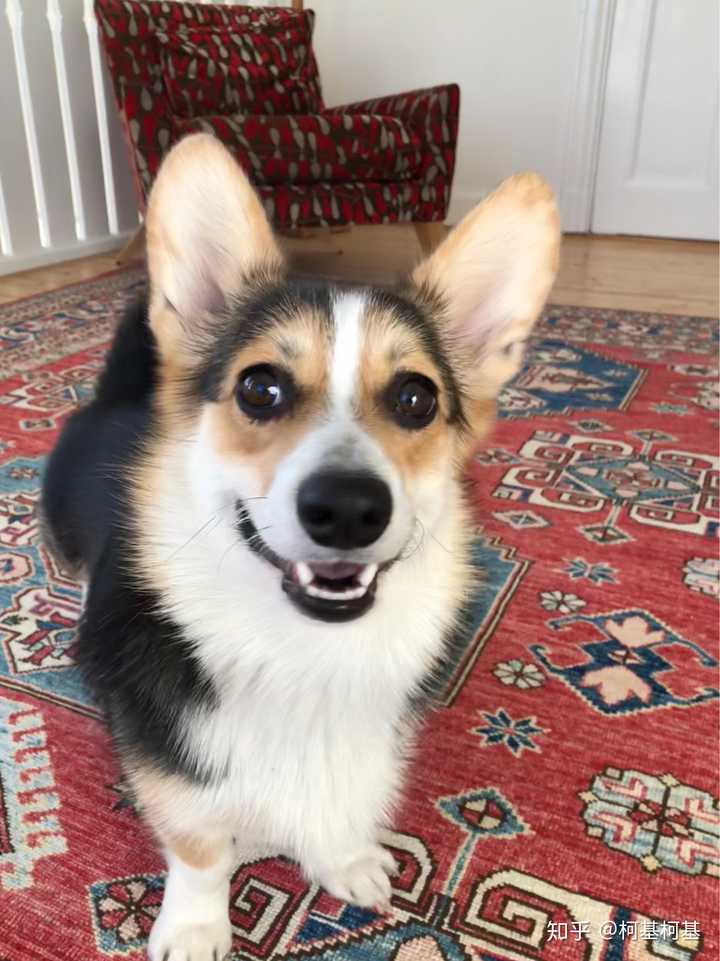 请专家鉴定,这是柯基吗?