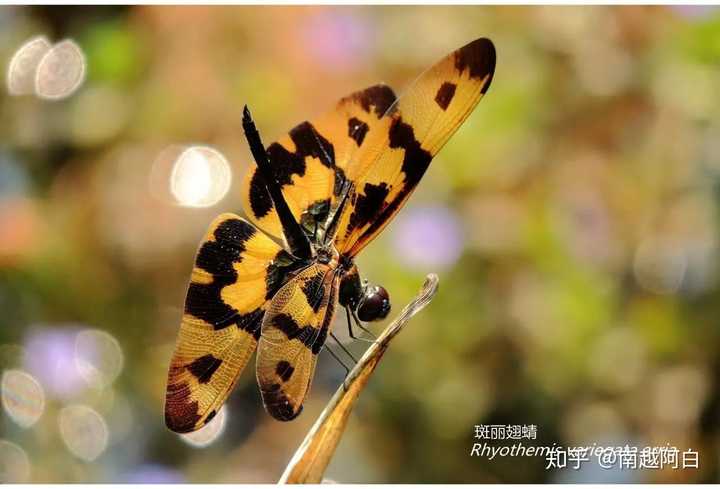 下图是什么昆虫?