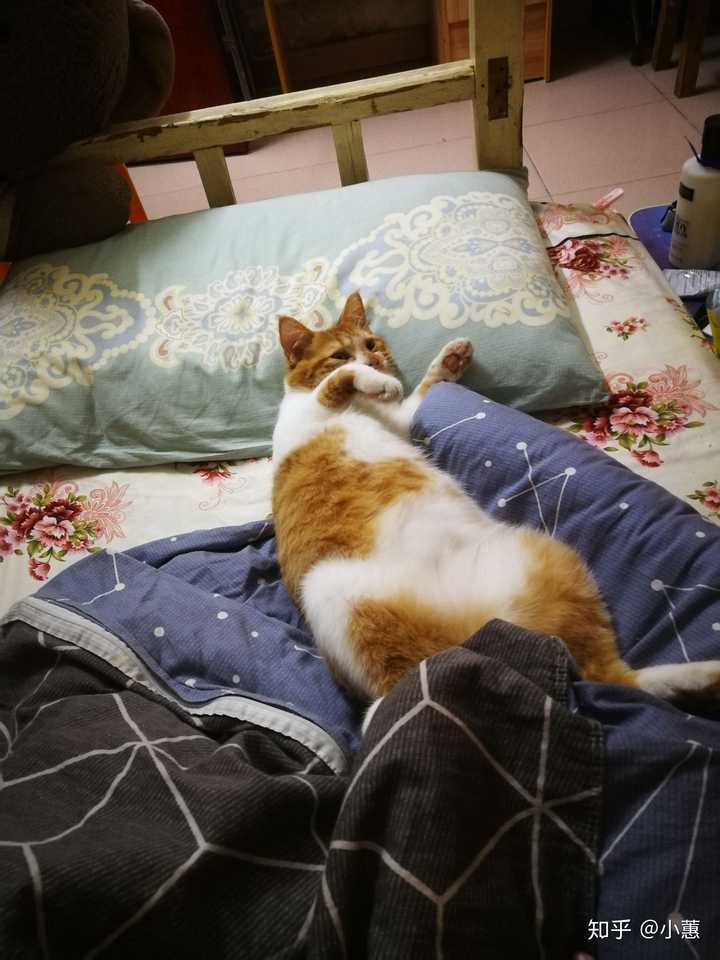 养猫家庭如何保持家中没有异味?