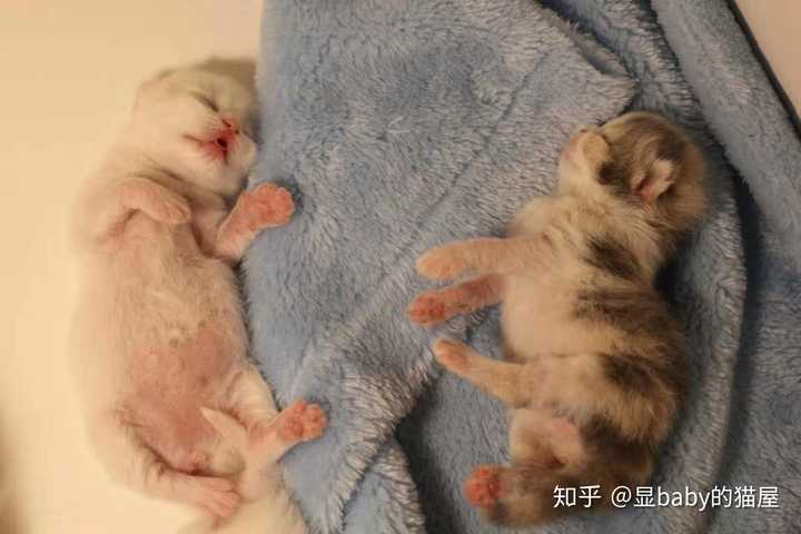 如何劝自己不要养猫呢 知乎