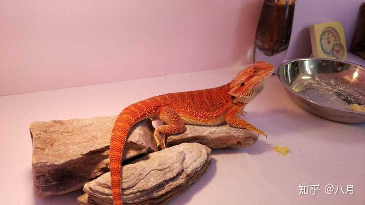 入手一只鬃狮蜥蜴.我准备的这些东西可以吗?