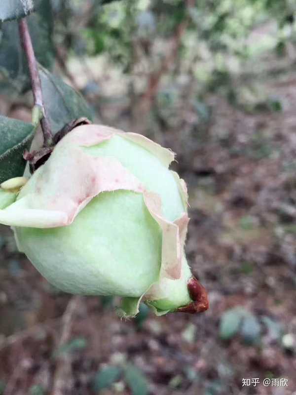 雨欣 的想法: 茶耳朵與茶包,有吃過嗎? - 知乎