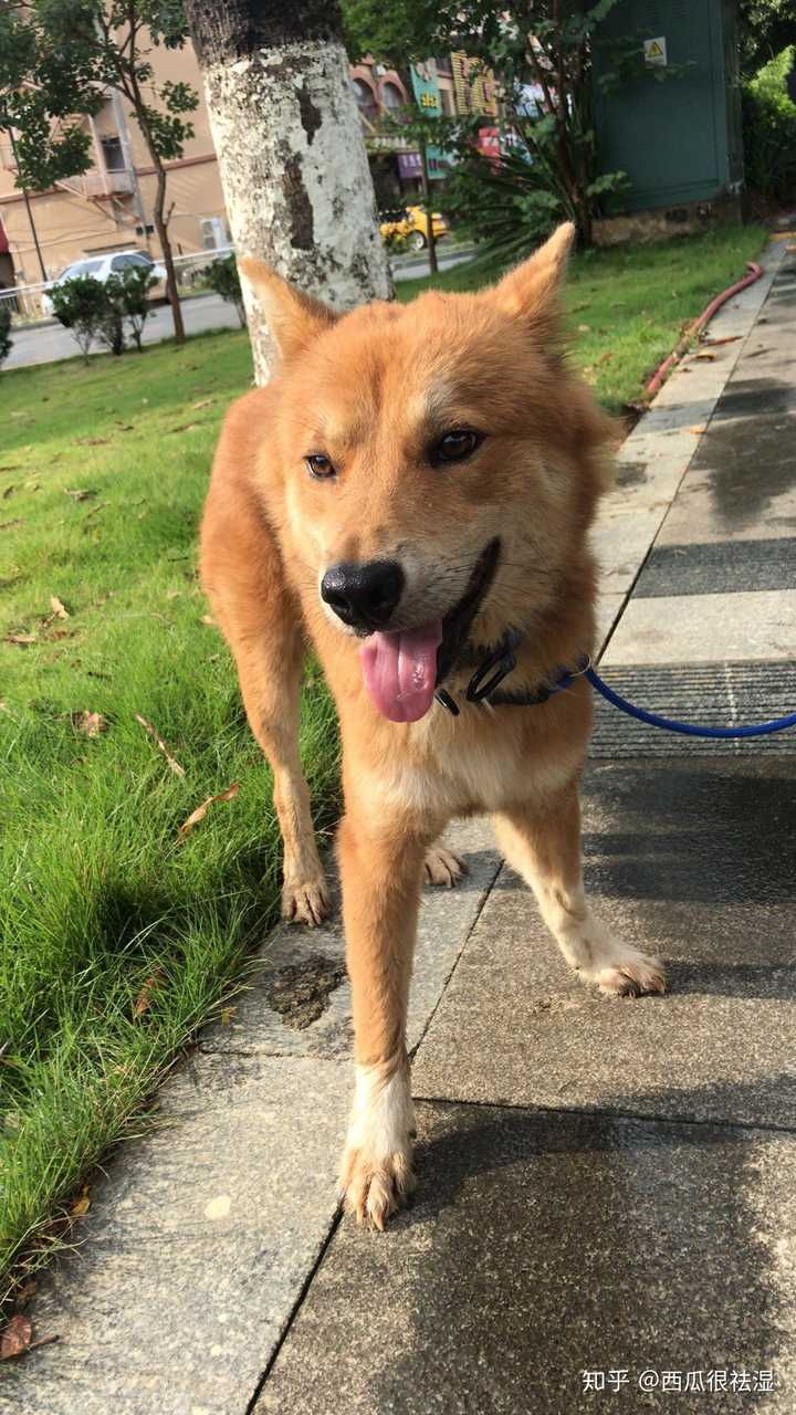 把土狗养成高级犬是一种怎样的体验 知乎 把土狗养成高级犬是一种怎样的体验 知乎