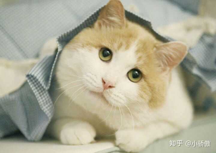 有哪些超级可爱的猫的照片或视频 小骄傲的回答 知乎