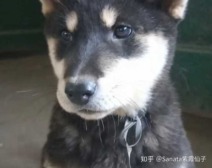 中国田园犬到底有多可爱 Sanata紫霞仙子的回答 知乎 中国田园犬到底有多可爱 Sanata紫霞仙子的回答 知乎